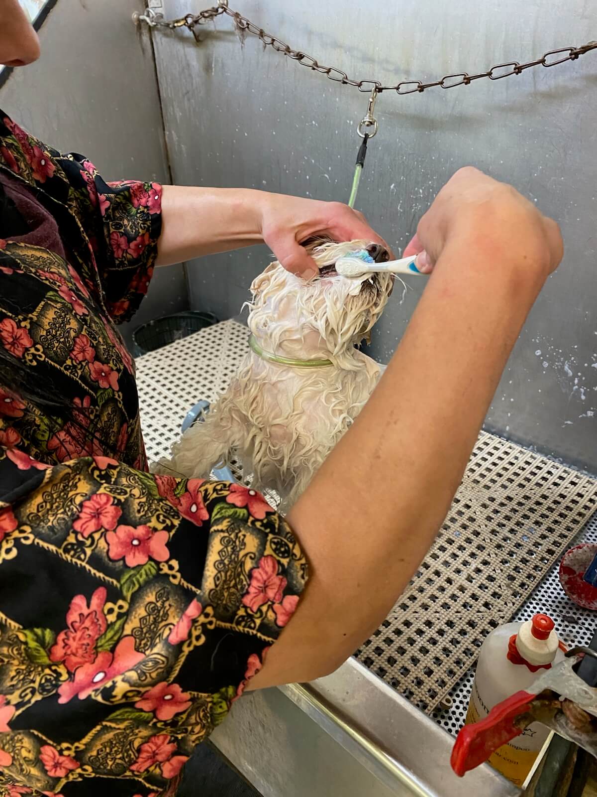 Pet Grooming